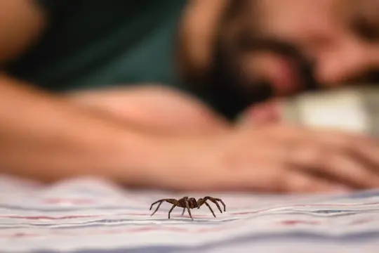 Keeping Spiders Out of Your Bedroom