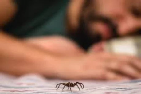 Keeping Spiders Out of Your Bedroom