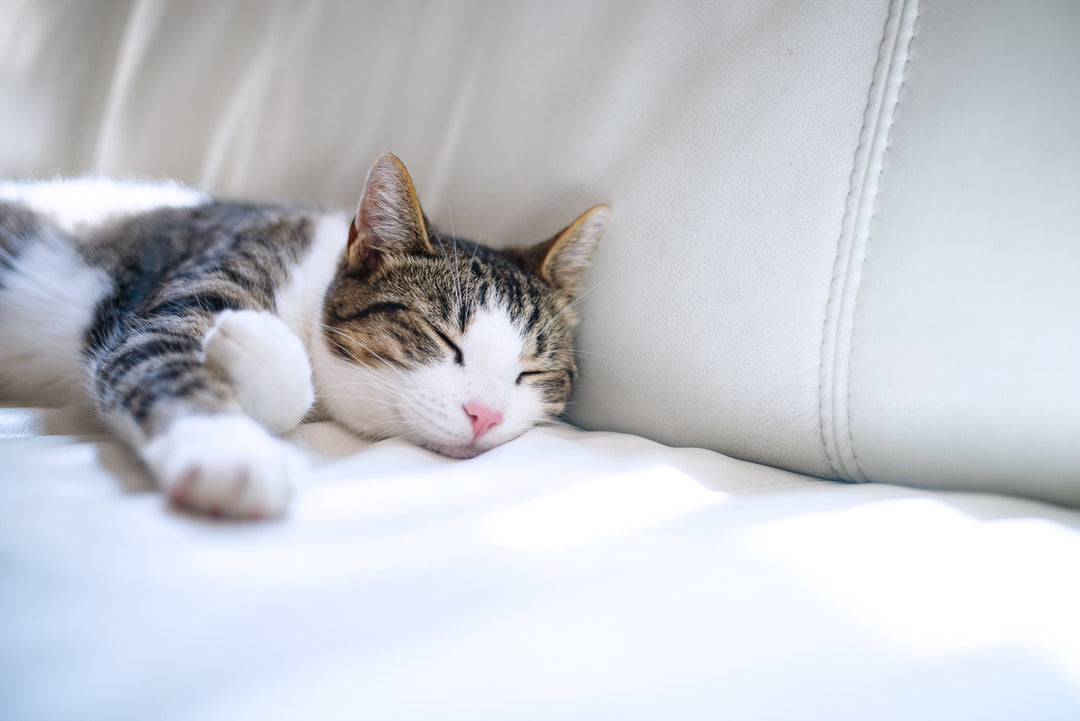 Why Sunderland Pet Owners Love Washable Mattress Protectors