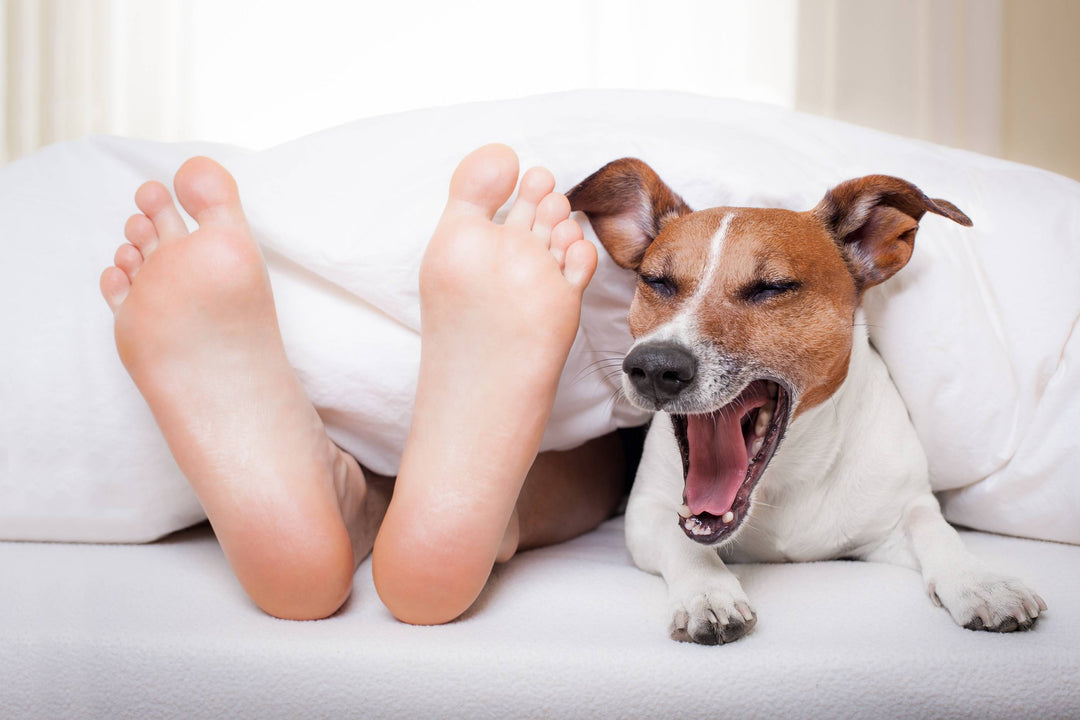 Sharing a Bed with your Pet - Is it a Good Idea?