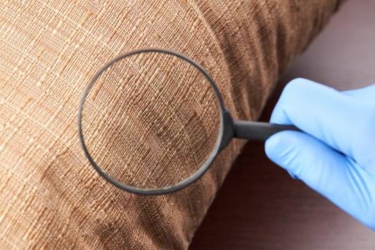 Bed Bug Basics
